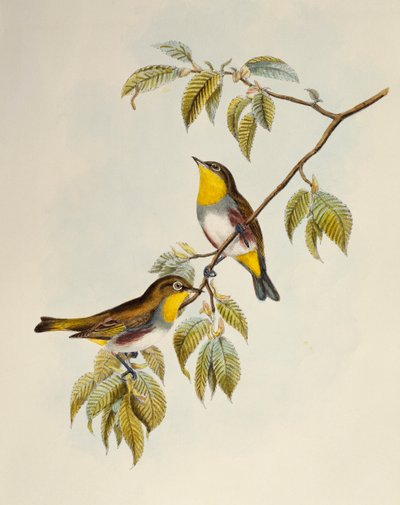 Occhialino dai fianchi castani (Zosterops erythropleurus), litografia da Birds of Asia da William Matthew Hart