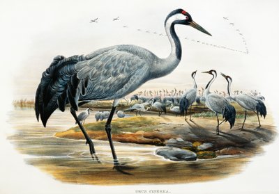 Gru comune (Grus cinerea), litografia da Birds of Great Britain da William Matthew Hart