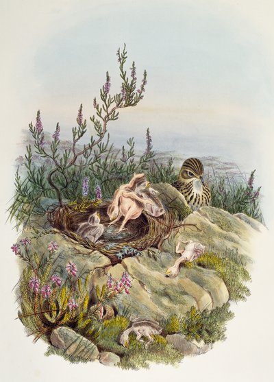 Cuculo comune, di John Gould (1804-1881), litografia di William Matthew Hart (1830-1908), Regno Unito da William Matthew Hart