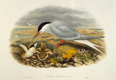Sterna comune (Sterna hirundo), litografia da Birds of Great Britain da William Matthew Hart