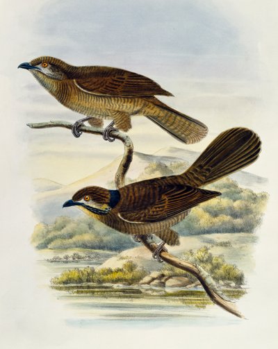 Koel nano (Microdynamis parva), incisione di William Matthew Hart, Regno Unito da William Matthew Hart