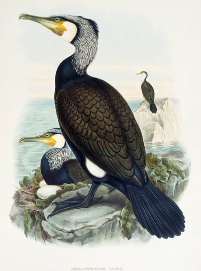 Cormorano maggiore (Phalacrocorax carbo), litografia da Birds of Great Britain da William Matthew Hart