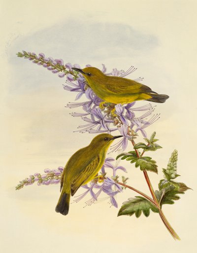 Occhio bianco dalla gola grigia (Zosterops rendovae), incisione di William Matthew Hart da William Matthew Hart