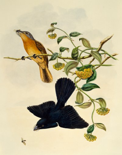 Pigliamosche ocra (Myiagra cervinicauda), incisione di William Matthew Hart da William Matthew Hart