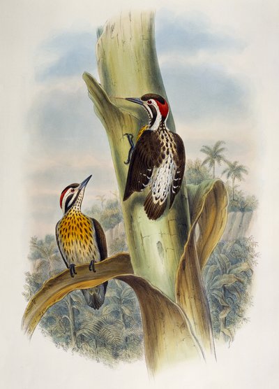 Picchio pigmeo filippino (Dendrocopos maculatus), litografia da Birds of Asia da William Matthew Hart