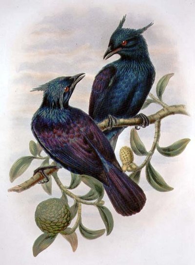 Phonygama Purpureiviolacea (litografia a colori) da William Matthew Hart