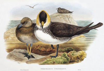 Stercorario maggiore (Stercorarius pomarinus), litografia da "Uccelli della Gran Bretagna" da William Matthew Hart
