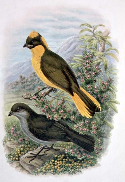Prinodura Newtoniana, Uccello del Bower dorato (litografia a colori) da William Matthew Hart