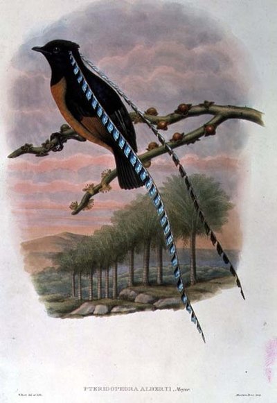 Pteridophora Alberti, Uccello del Paradiso Re di Sassonia da William Matthew Hart