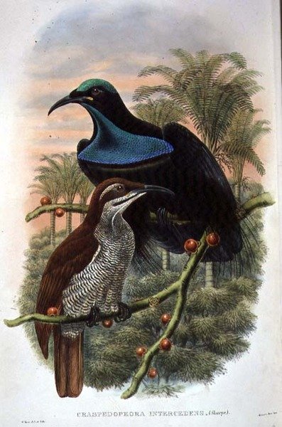 Ptiloris Magnificus, Uccello del Paradiso Fuciliere da William Matthew Hart