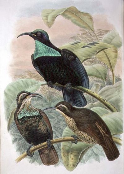 Ptiloris Paradiseus, Uccello del Paradiso da William Matthew Hart