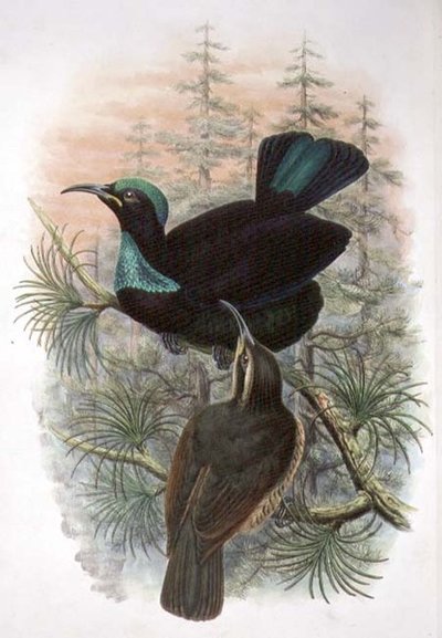 Ptiloris Victoriae, Uccello del Paradiso Fuciliere Vittoria da William Matthew Hart
