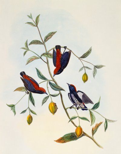 Fiorrancino dal dorso scarlatto (Dicaeum cruentatum), incisione di William Matthew Hart (1830-1908), Regno Unito da William Matthew Hart