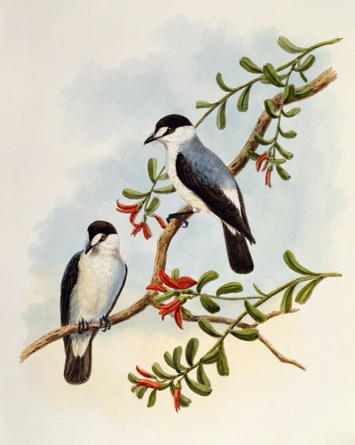 Pettirosso torrentizio (Monachella muelleriana), incisione di William Matthew Hart (1830-1908), Regno Unito da William Matthew Hart