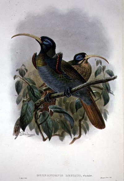 Uccello del Paradiso dal becco a falce bianco da William Matthew Hart