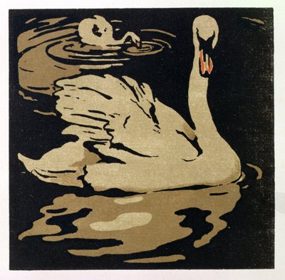 Il Bellissimo Cigno, Illustrazione da 