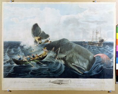 Cattura di un capodoglio, inciso da J. Hill, pubblicato nel 1835 da William Page