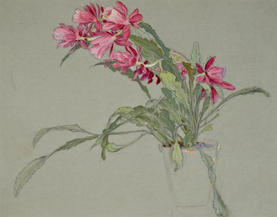 Cactus di Natale, c.1920-30 da William Shackleton