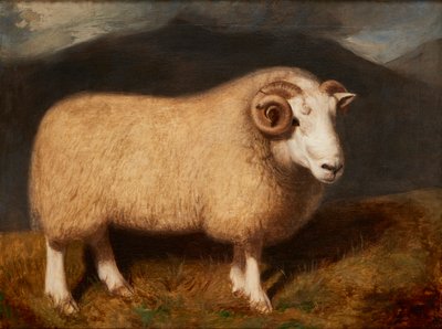 Ariete di Cheviot da William Shiels