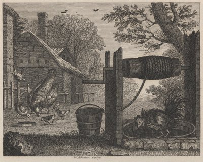 La vecchia gallina e il gallo da William Skelton