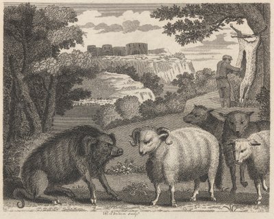 Il Cinghiale e l