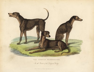 Bloodhound africani nei giardini della Società Zoologica da William Smellie