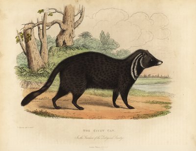 Zibetto africano, Civettictis civetta da William Smellie