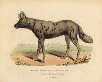 Cane da caccia africano, Lycaon pictus da William Smellie