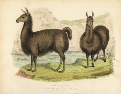 Alpaca, Vicugna pacos da William Smellie