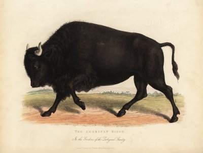 Bisonte americano, Bison bison da William Smellie