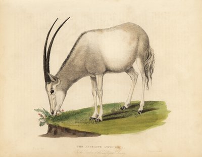 Oryx arabo o oryx bianco, Oryx leucoryx. Vulnerabile da William Smellie