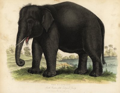 Elefante asiatico, Elephas maximus, in pericolo da William Smellie