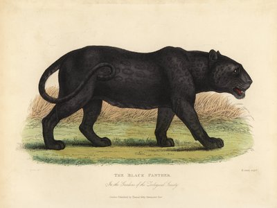 Pantera nera, Panthera pardus o Panthera onca da William Smellie