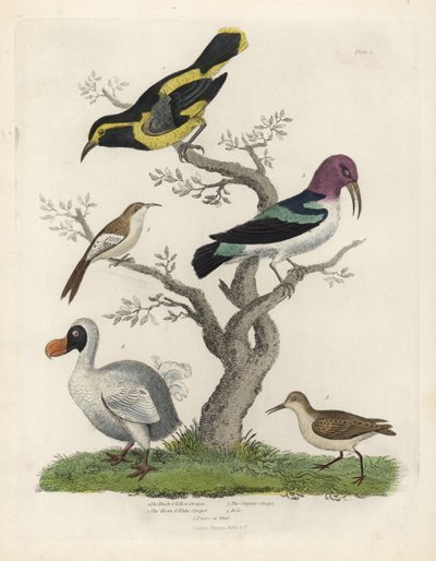 Rampicante nero e giallo, rampicante marrone e bianco, Certhia americana, rampicante di Cayenna, Dacnis cayana, Dodo, Raphus cucullatus, e purre o stint, Calidris alpina. Incisione a mano colorata a rame di un artista sconosciuto dalla Storia Naturale di W da William Smellie