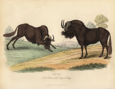 Gnu nero, Connochaetes gnou da William Smellie