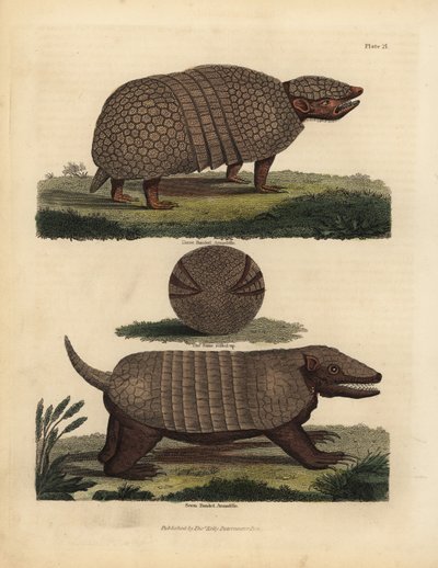 Armadillo brasiliano a tre fasce e armadillo a sette fasce da William Smellie
