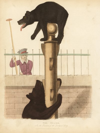 Orso bruno, Ursus arctos da William Smellie