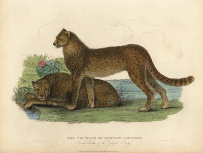 Ghepardo, Acinonyx jubatus da William Smellie