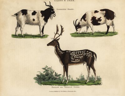 Capre domestiche e cervi daino o venison da William Smellie