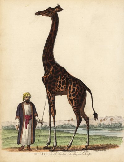 Giraffa, Giraffa camelopardalis da William Smellie