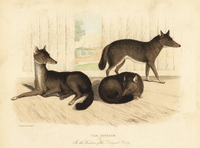 Sciacallo dorato, Canis aureus da William Smellie