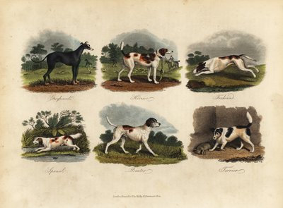 Levriero, Harrier, Foxhound, Spaniel, Pointer, Terrier da William Smellie