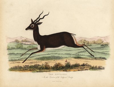 Antilope indiana o cervicapra, Antilope cervicapra da William Smellie