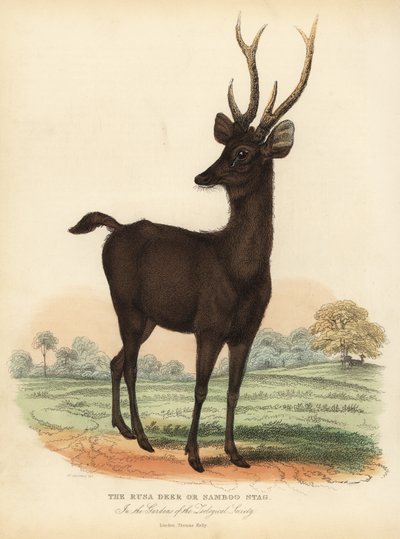 Cervo sambar di Giava o Sunda, Rusa timorensis. Vulnerabile da William Smellie