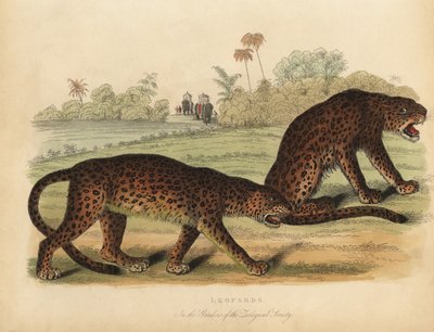 Leopardi, Panthera pardus da William Smellie