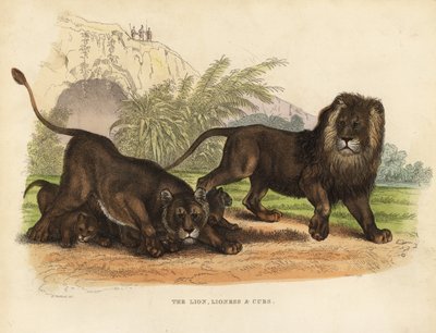 Leone, leonessa e cuccioli, Panthera leo da William Smellie