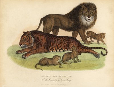Leone, Tigre e Cuccioli da William Smellie