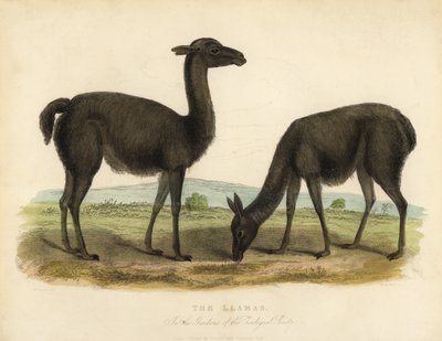 Lama, Lama glama da William Smellie