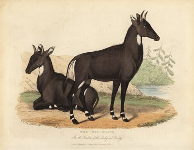 Nilgai o toro blu, Boselaphus tragocamelus da William Smellie