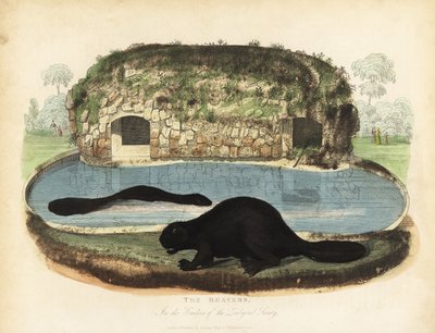 Castoro nordamericano, Castor canadensis da William Smellie